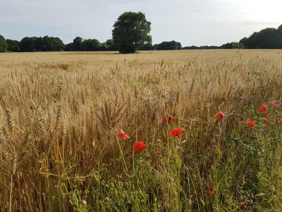 La Montignonne Leilighet Montigny-sur-Loing Eksteriør bilde